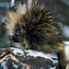 Image result for Porcupine Winter Coat