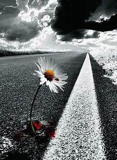 fiori tra l asfalto the on mind fiori d asfalto e cemento fiori tra l asfalto the on mind fiori d asfalto e cemento