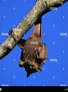 Image result for Hanging Fruit Bat