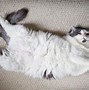 Image result for Fat Chonky Cat