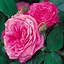 Image result for Black Gold Rose