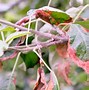 Image result for Apple Tree Leaves