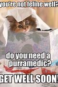 Image result for Funny Sick Kitty Meme