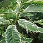 Image result for Castanea sativa Argenteovariegata