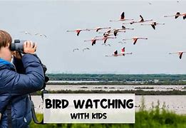 Image result for Copyright Free Image of Bird Watching Gallery