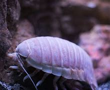 Image result for Isopod Habitat