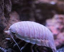 Image result for Sea Isopod