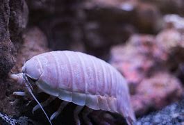 Image result for Giant Sea Isopod