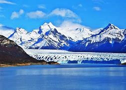 Image result for calafate