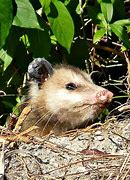 Image result for Florida Small Mammal