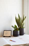 Image result for Desk Plants for Work