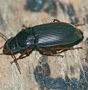 Image result for Hypnelus Bucconidae