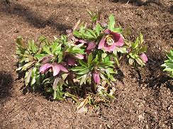 Image result for Helleborus Scarletta