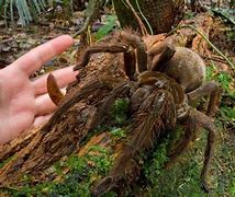 Image result for Biggest Spider World Goliath Birdeater