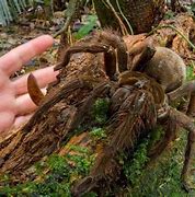 Image result for Goliath Tarantula Spider
