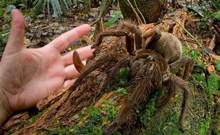 Image result for Biggest Bird Eating Spider
