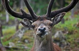 Image result for Funny Deer