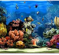 Image result for Animated Aquarium Screensaver