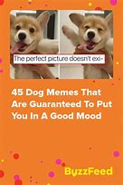 Image result for Dog MEME LOL