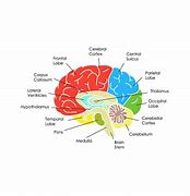 Image result for Brain Anatomy Poster