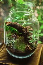 Image result for Moss Terrarium Ideas