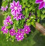 Image result for Clematis Leaf