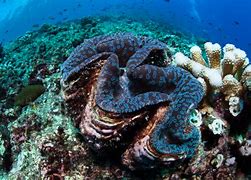 Image result for coral reef image | id:AF86CC98D5E38000A0471E113F5569222499DE96