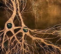 Image result for Real Life Neuron