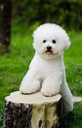 Image result for Cute Dogs That Stay Small