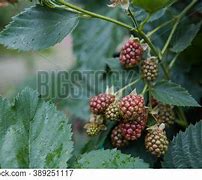 Image result for BlackBerry Blooms