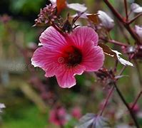 Image result for Flower Jamaica Images