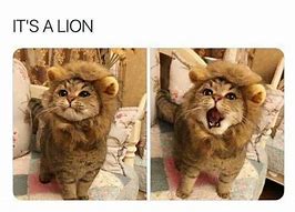 Image result for Happy Lion Meme