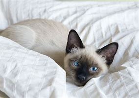 Image result for Siamese Cat