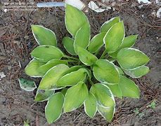 Image result for Hosta Starship