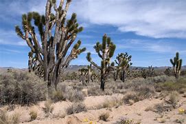 Image result for Desert Landscape Pics