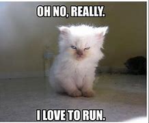 Image result for run cats memes funniest