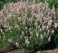 Image result for Lavandula angustifolia Loddon Pink