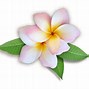 Image result for 8K Ultra HD Flowers