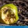 Image result for Yellow Jacket in Apple Tree