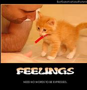 Image result for Funny Pics No Words