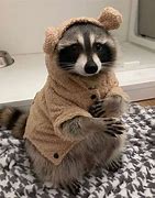 Image result for Swag Raccoon