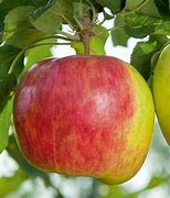 Image result for Prairie Magic Apple Tree