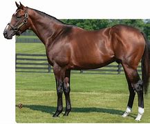 Image result for Most Expensive Thoroughbred Horse