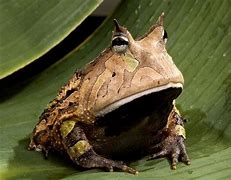 Image result for Horned Frog Meme