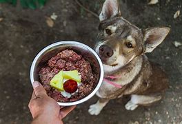 Image result for Raw Diet Food for Wolf Dogs