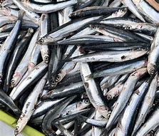 Image result for anchova