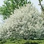 Image result for Crab Apple Tree Seeds