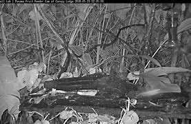 Image result for Nectar Bat