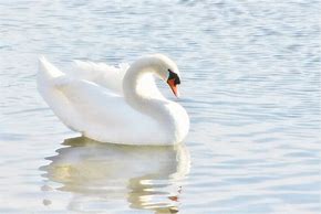 Image result for Swans On Water