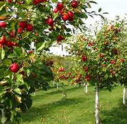 Image result for Tall Apple Tree
